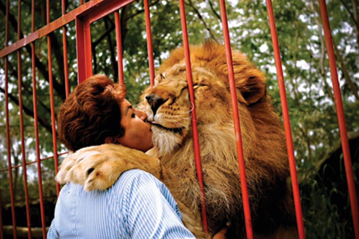 Ein Löwe umarmt seine Retterin: